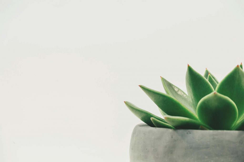 succulent plant on gray plant pot close up photo