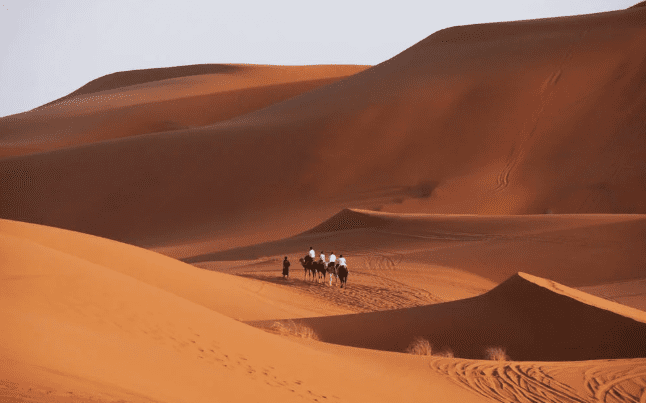 camels and desert