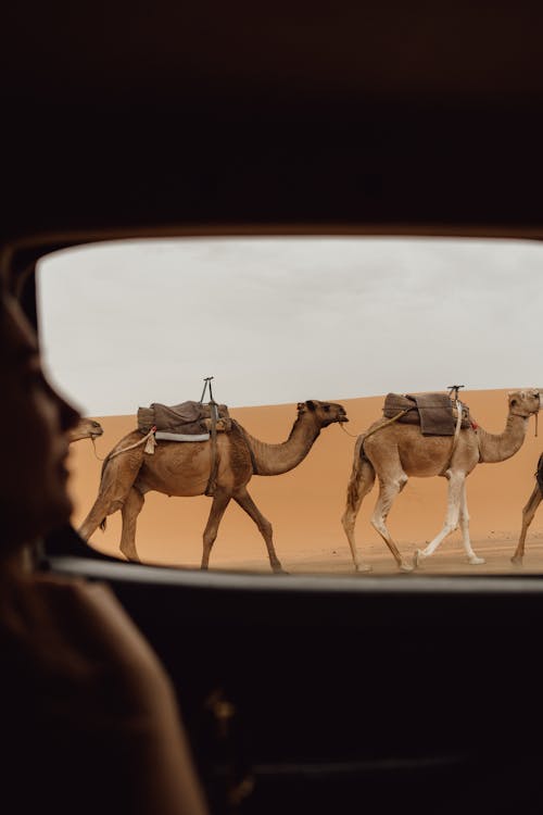 Free View of camels in the Merzouga desert through a car window, capturing the essence of Moroccan adventure. Stock Photo