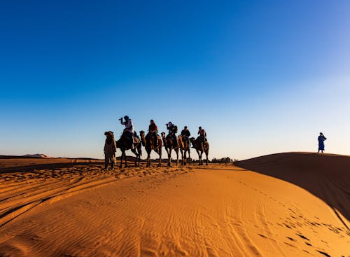 Free A group of travelers on camels crossing the sandy dunes of the Sahara Desert under a clear blue sky. Stock Photo