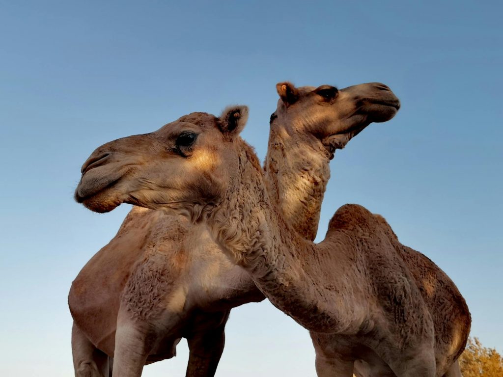 low angle photo of camels under blue sky