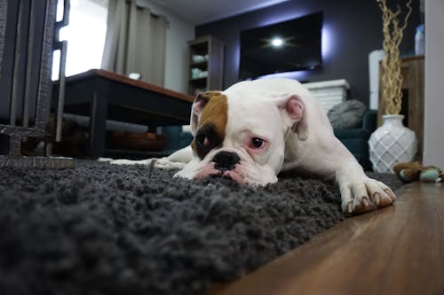 Free Charming bulldog resting on a cozy rug in a stylish living room setting. Stock Photo